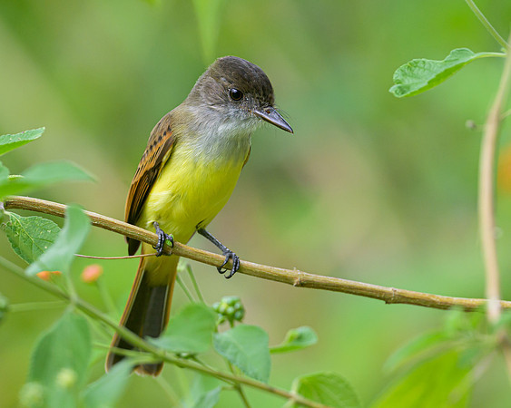 Dusky-capped Flycathcer
