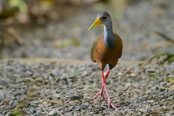 Russet-naped Wood-Rail