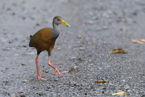 Russet-naped Wood-Rail