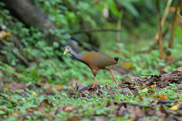Russet-naped Wood-Rail
