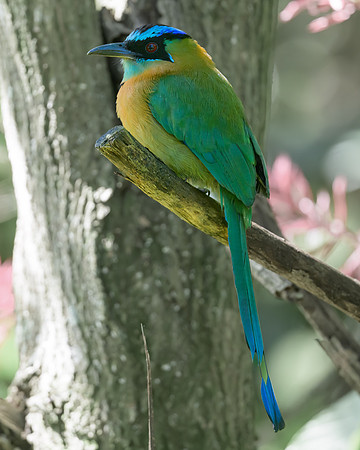 Lesson's Motmot