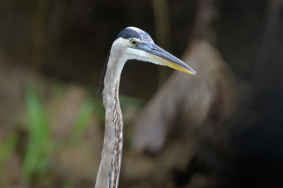 Great-blue Heron