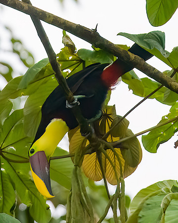 Yellow-throated Toucan