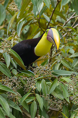 Yellow-throated Toucan