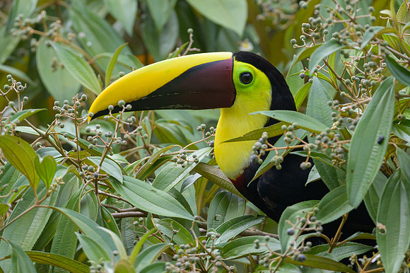 Yellow-throated Toucan
