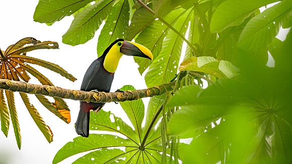 Yellow-throated Toucan