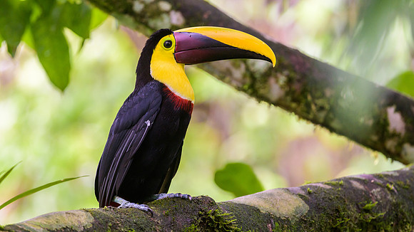 Yellow-throated Toucan