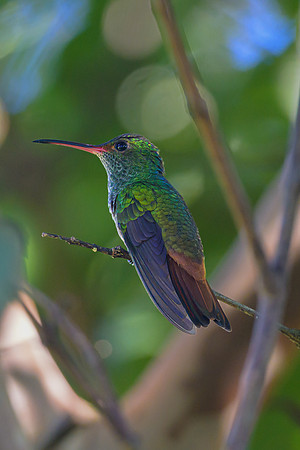 Rufous-tailed Hummingbird