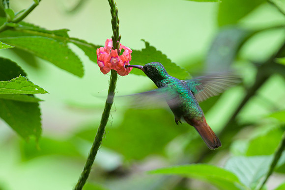 Rufous-tailed Hummingbird