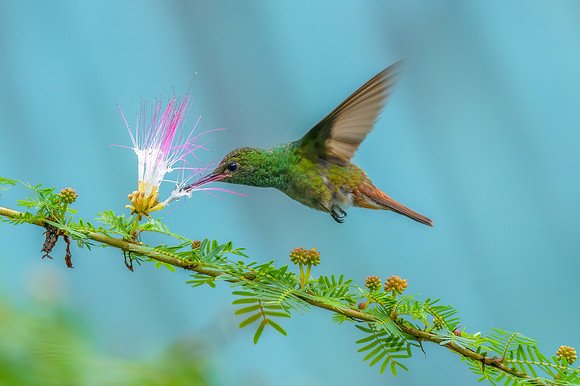 Rufous-tailed Hummingbird
