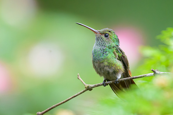 Rufous-tailed Hummingbird