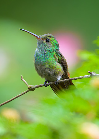 Rufous-tailed Hummingbird