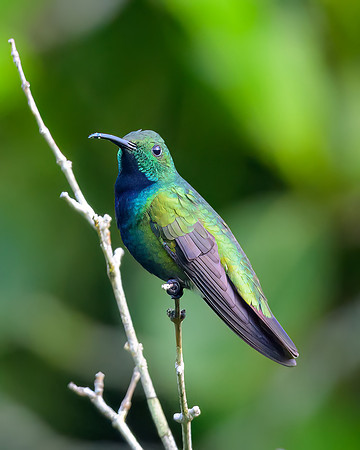 Green-breasted Mango