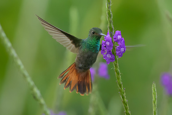 Rufous-tailed Hummingbird
