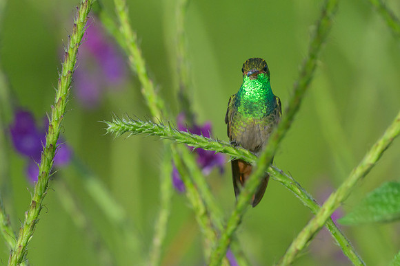 Rufous-tailed Hummingbird