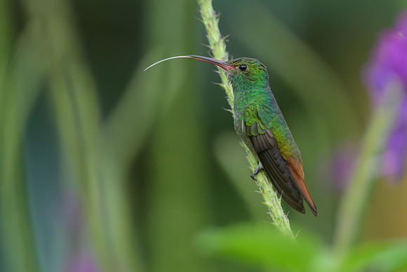 Rufous-tailed Hummingbird