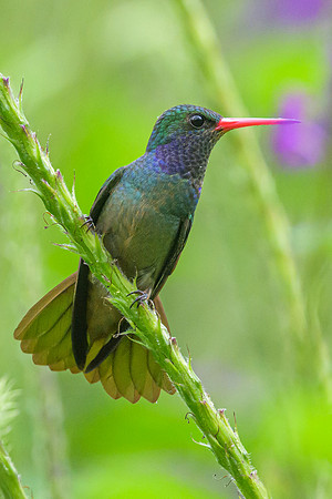 Rufous-tailed Hummingbird