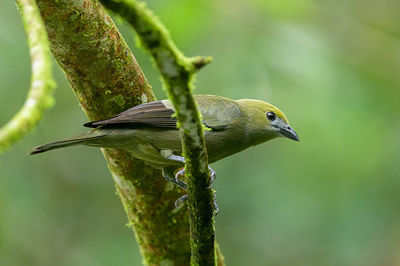 Palm Tanager