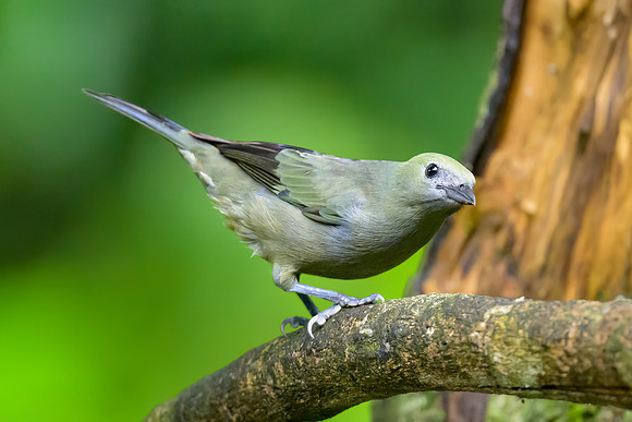 Palm Tanager