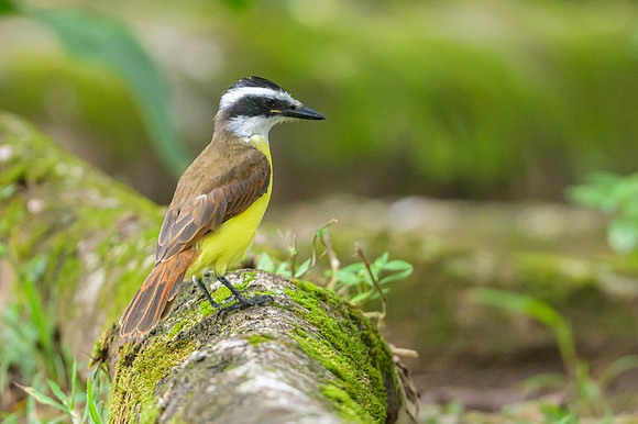 Great Kiskadee