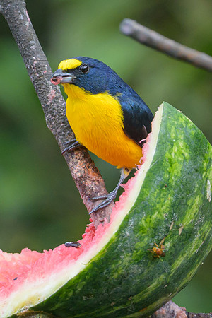Yellow-throated Euphonia