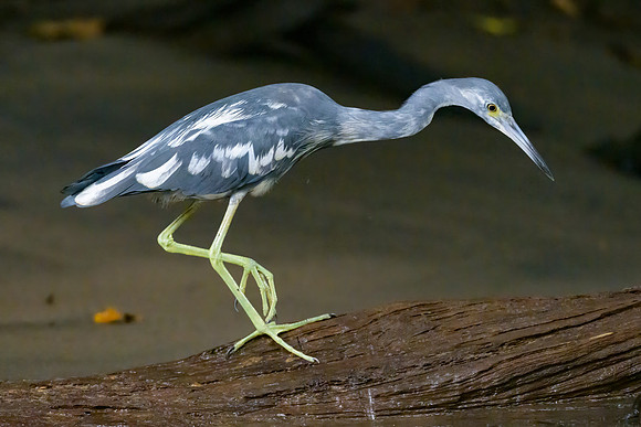 Little Blue Heron