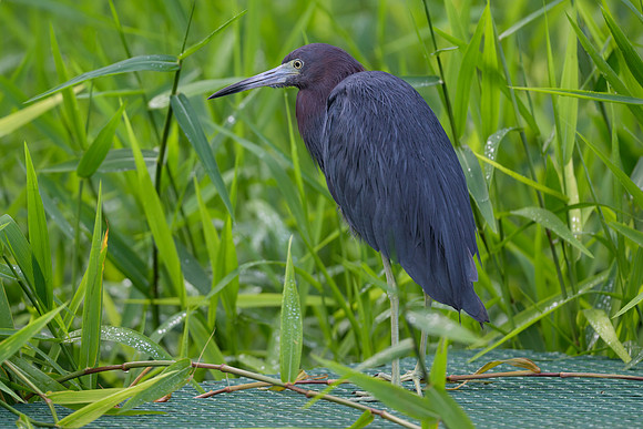 Little Blue Heron