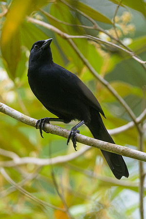 Melodius Blackbird