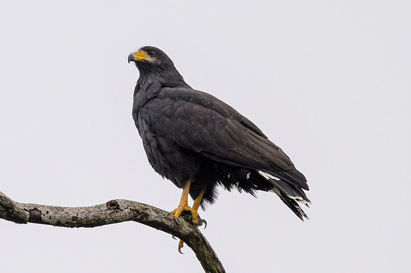 Common Black Hawk