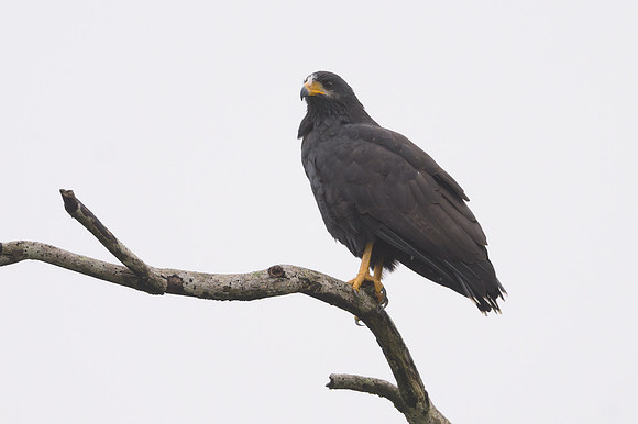 Common Black Hawk