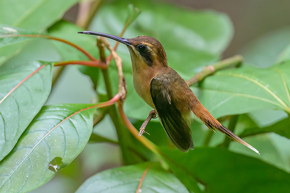 Stripe-throated Hermit