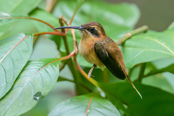 Stripe-throated Hermit