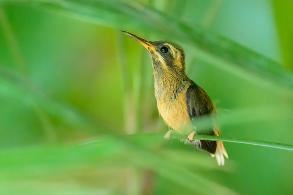 Stripe-throated Hermit