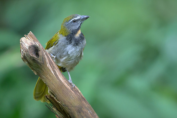 Buff-throated Saltator