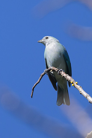 Blue-gray Tanager