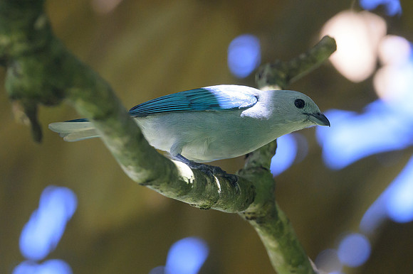 Blue-gray Tanager