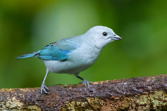 Blue-grey Tanager