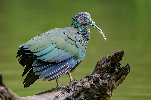 Green Ibis