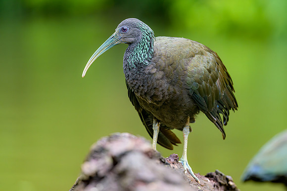 Green Ibis