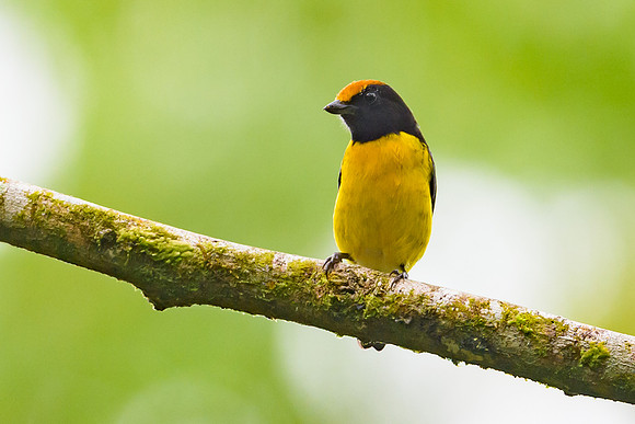 Tawny-capped Euphonia