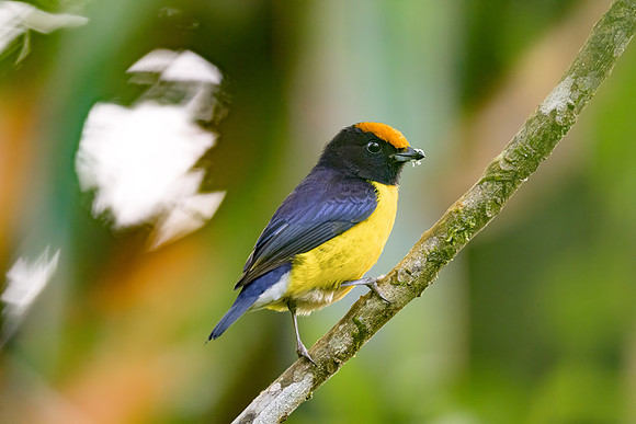 Tawny-capped Euphonia