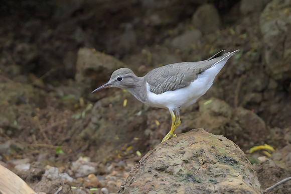 Spotted Sandpiper