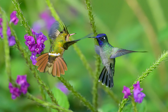 Violet-headed Hummingbird