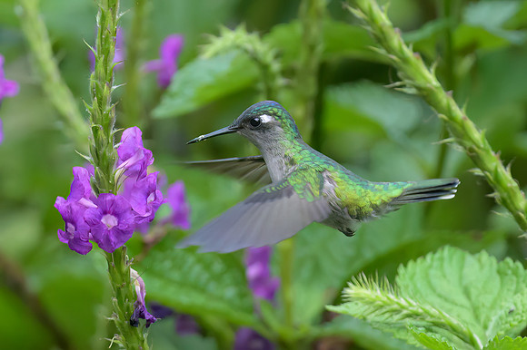 Violet-headed Hummingbird