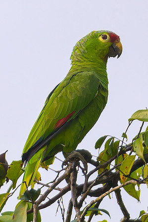 Red-lored Parrot