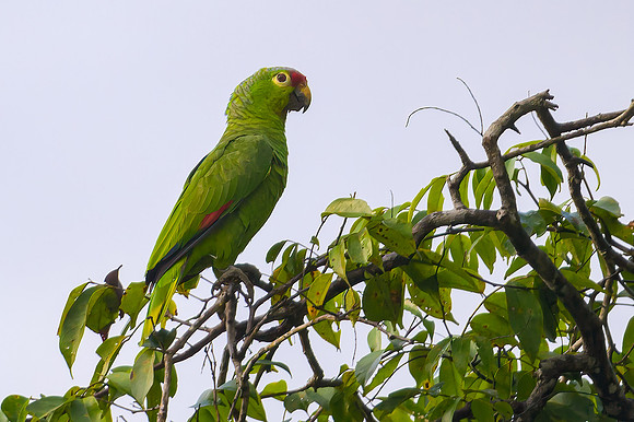 Red-lored Parrot