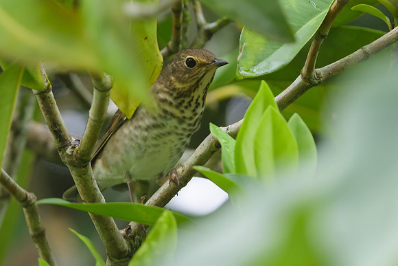 Swainson's Thrush