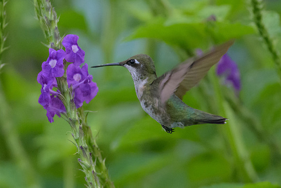 Ruby-throated Hummingbird