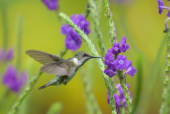 Ruby-throated Hummingbird
