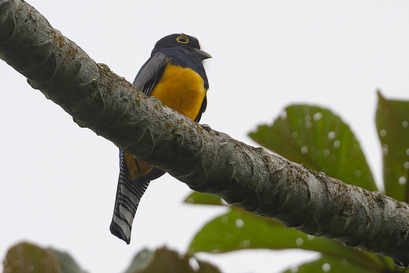 Gartered Trogon